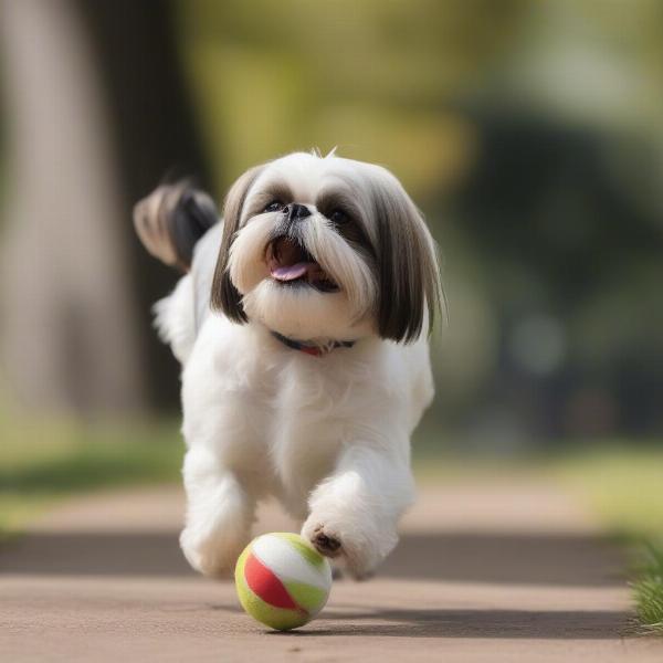 Shih Tzu playing with a ball