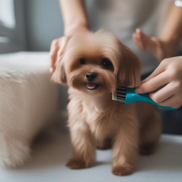 Grooming a small dog