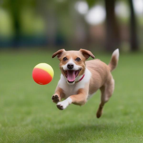 Small Dog Playing with a Ball