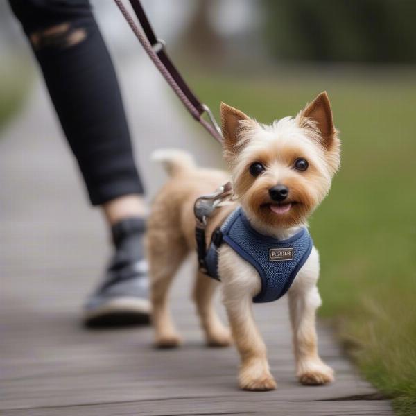 Small Dog Enjoying a Walk in a Step-in Harness