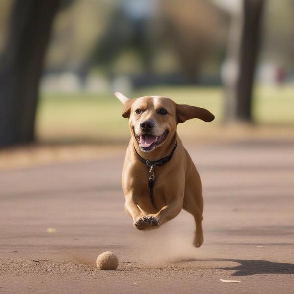 Snickerdoodle Dog Playing