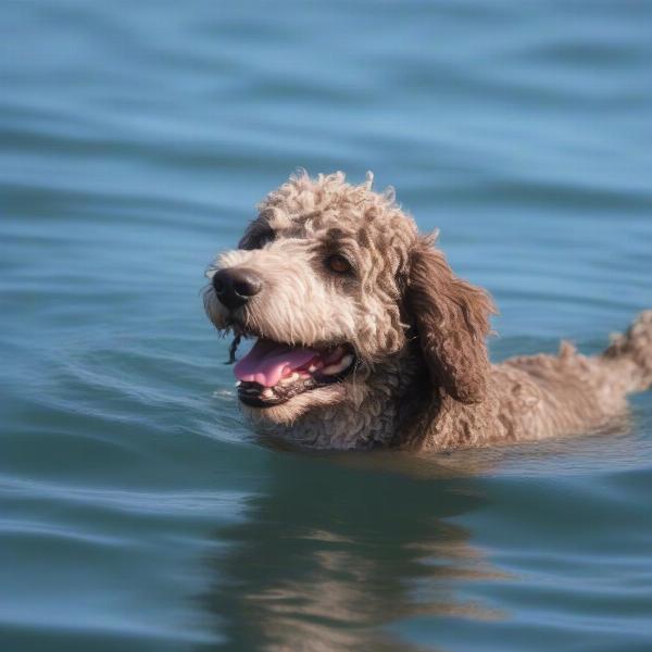 Spanish Water Dog swimming in a lake