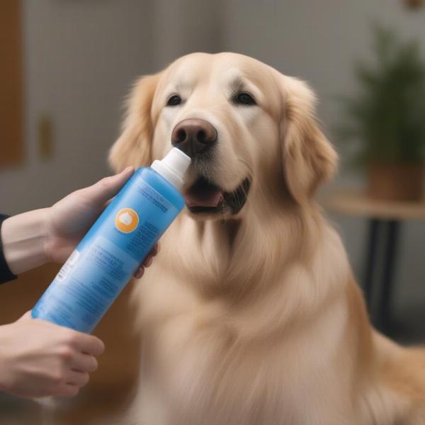 Applying Spray In Conditioner to a Dog