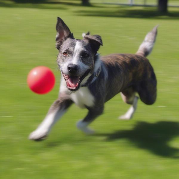 Sprocket dog playing fetch