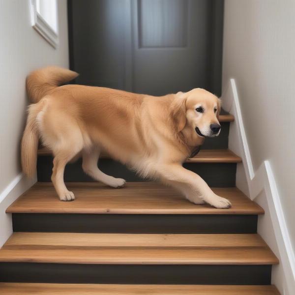 Senior Dog Using Stair Grips