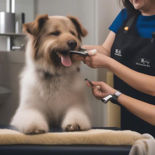 Stress-Free Dog Grooming in Burleigh Heads