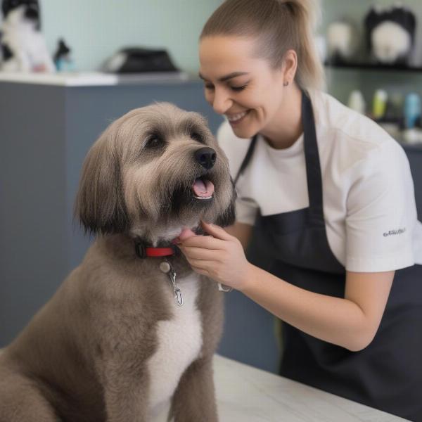 Stress-Free Dog Grooming Gawler