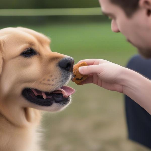 Using a treat pouch effectively