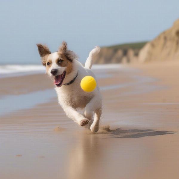 Dog enjoying a walk on a Suffolk beach