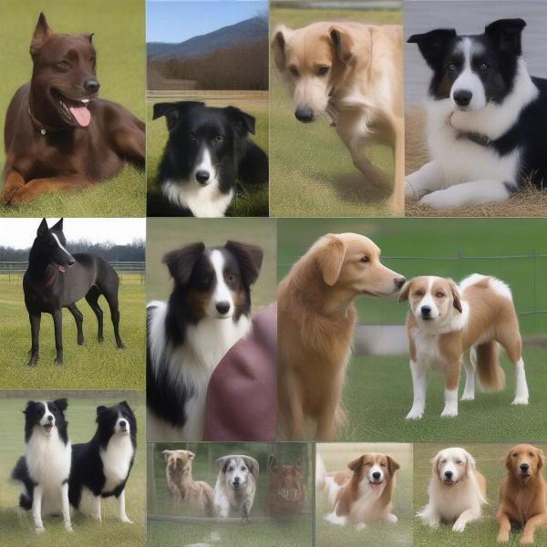 Different dog breeds suitable for being around horses