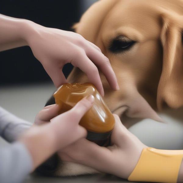 Applying Honey to a Swollen Dog Paw