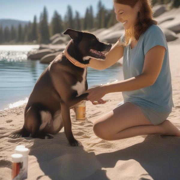 Tahoe Dog Beach Safety Tips