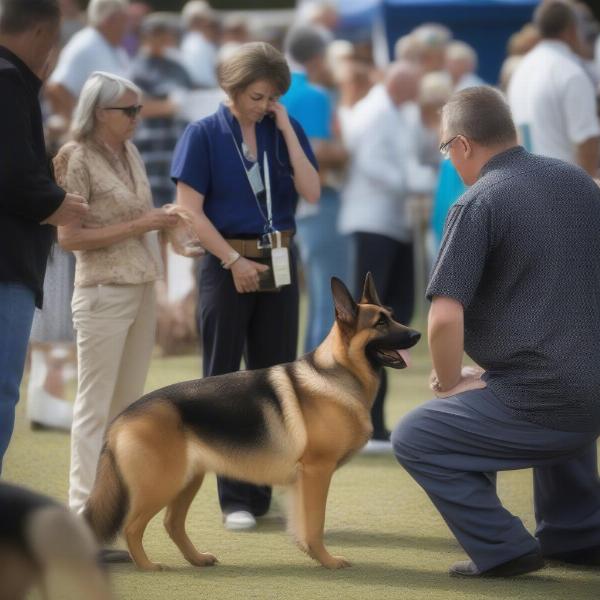 Dog Show Conformation in Tampa