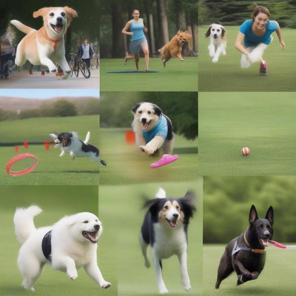 Exercising Your Football Dog