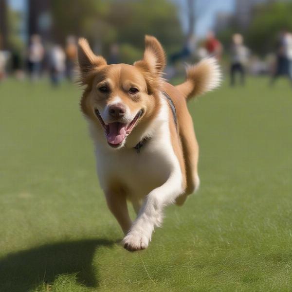 A three-legged dog running happily in a park