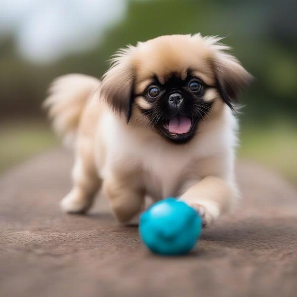 Toy Pekingese Playing