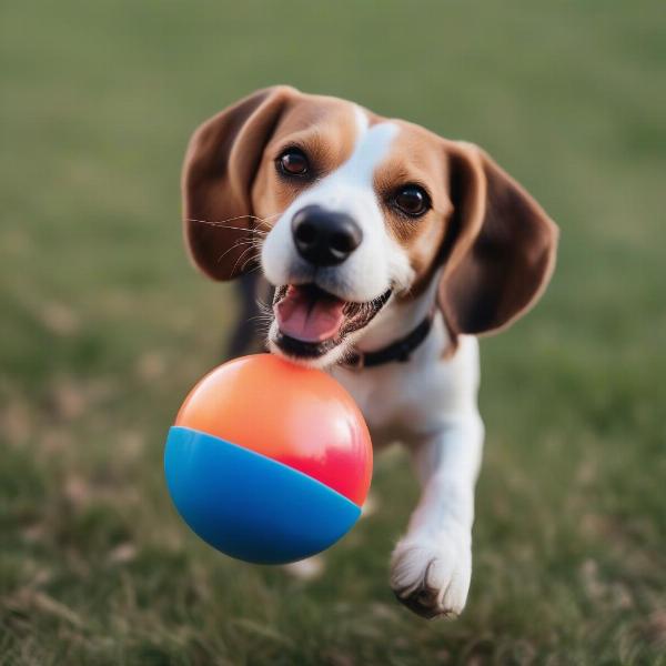 A dog happily playing with a treat ball