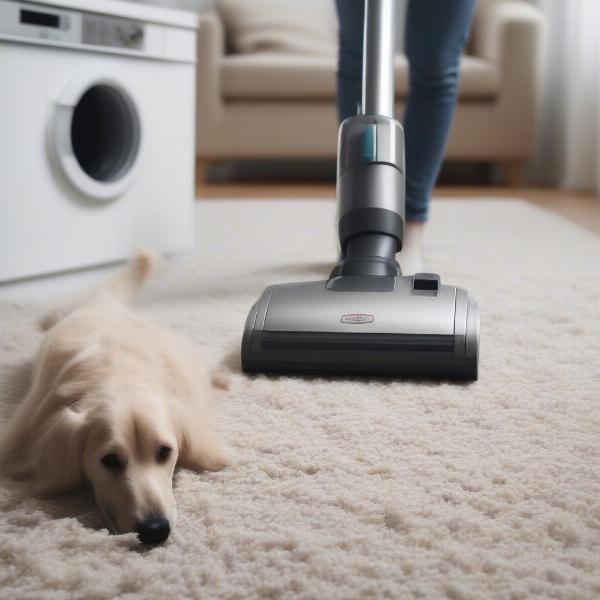 Treating Your Home for Fleas