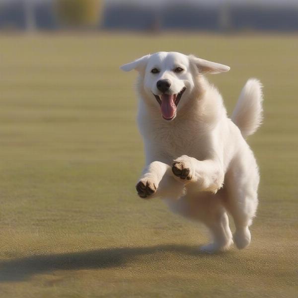 Turkish Shepherd Dog Playing with Owner