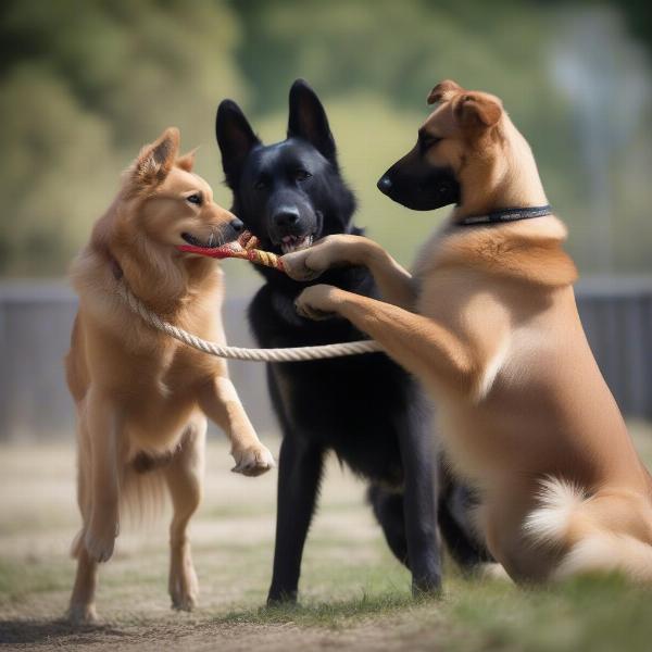 Two dogs fighting over a toy