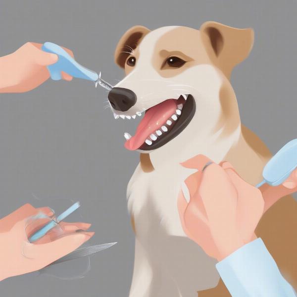 Using a Dental Scaler Correctly on a Dog