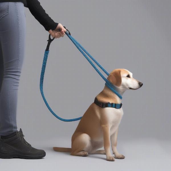 Using a dog slip leash correctly