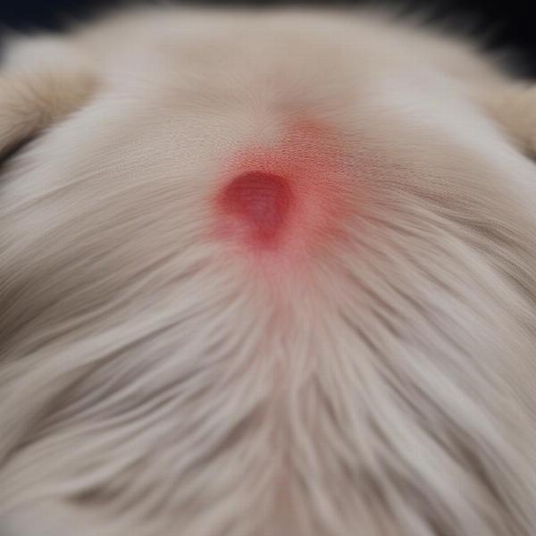 Dog with a mild reaction at the vaccine injection site