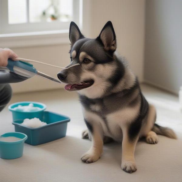 Vallhund dog getting groomed