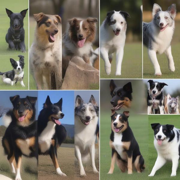 Various ASDR Registered Breeds