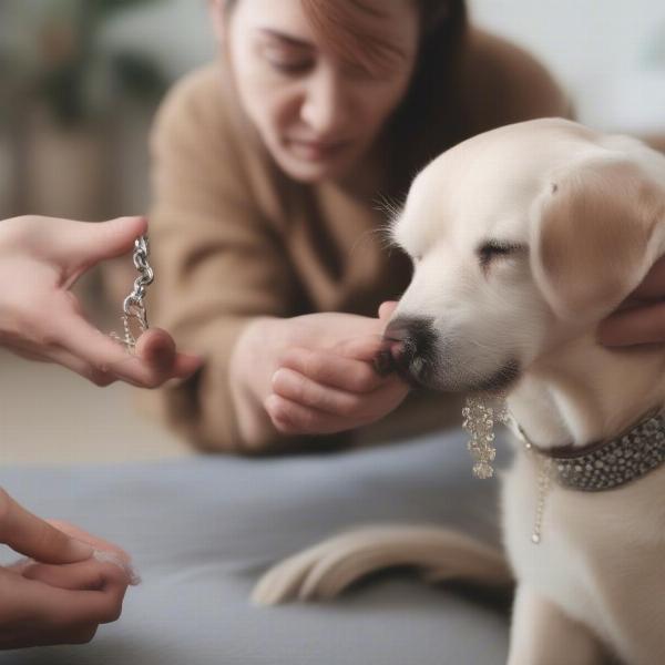 Cleaning a dog's bling collar