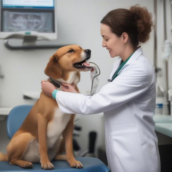 Vet Examining Dog