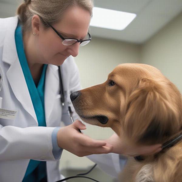 Veterinarian examining a dog for potential seizure activity