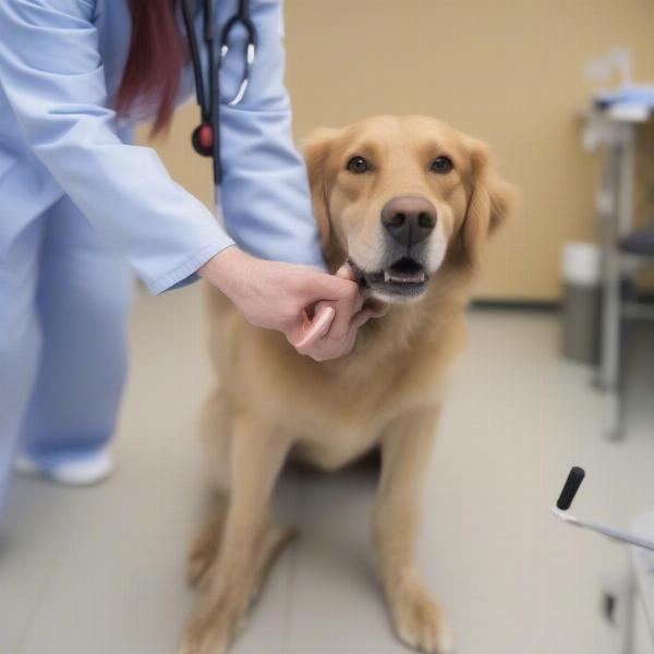 Veterinarian Examining a Dog's Hip