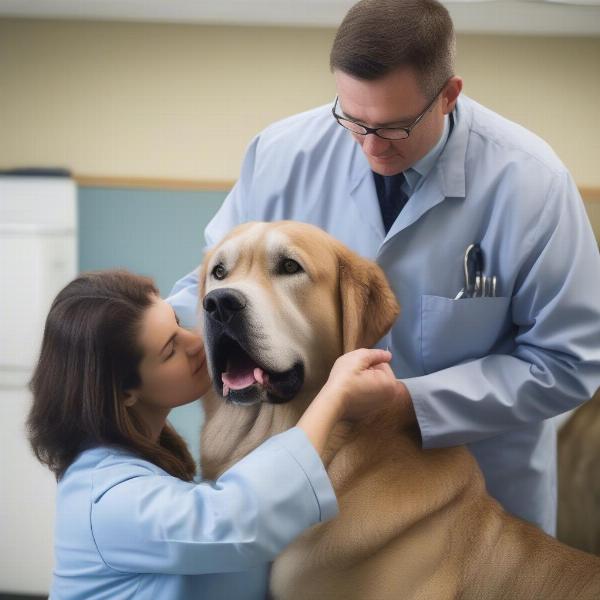 Veterinarian Examining a Large Dog