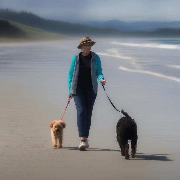 Dog Walking on Waihi Beach