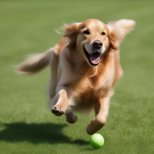 Dog playing fetch at Walkington Dog Field