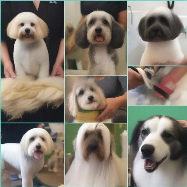 Mobile Dog Groomer Services in Walsall: A collage showcasing various grooming services like bathing, nail trimming, and haircuts.