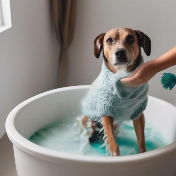 Washing a dog sweater