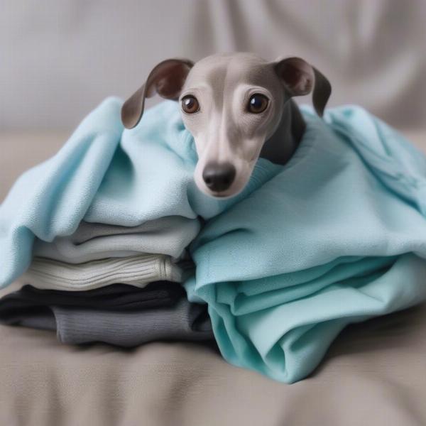 Washing Italian Greyhound clothes