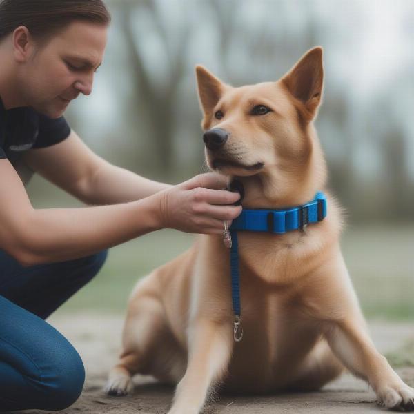 Choosing the Right Waterproof Dog Training Collar