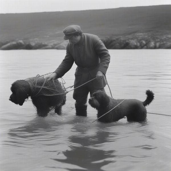 Wavy Portuguese Water Dog historical photo