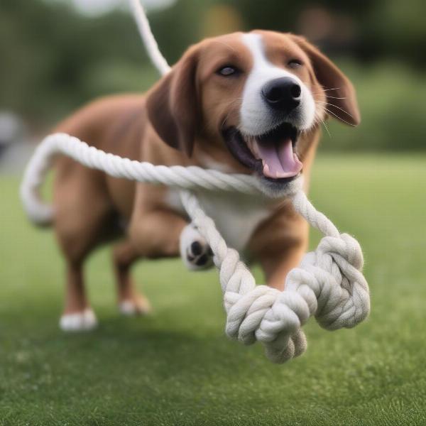 Rope Wedding Dog Toy