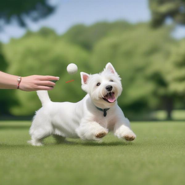 A West Highland White Terrier playing fetch in a park