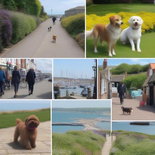 Dog-friendly walks in Weymouth: Rodwell Trail, Nothe Gardens, Weymouth Harbour