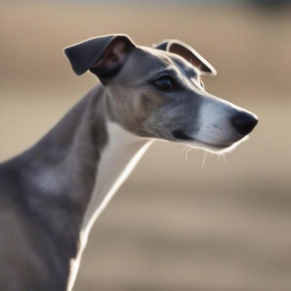 Whippet with its short, smooth coat