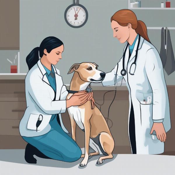 Whippet Labrador Mix Health Checkup