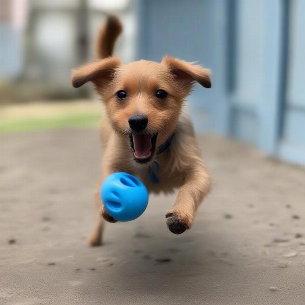 Dog Playing with a Wobble Toy