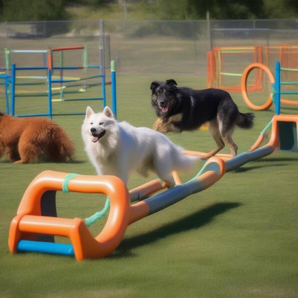 Dogs playing on the agility equipment at Wolf Willow Off-Leash Dog Park