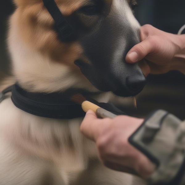 Cleaning and Maintaining a Working Dog Harness