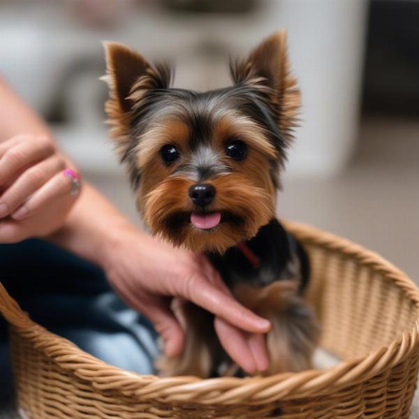 Yorkie being introduced to a muzzle with treats